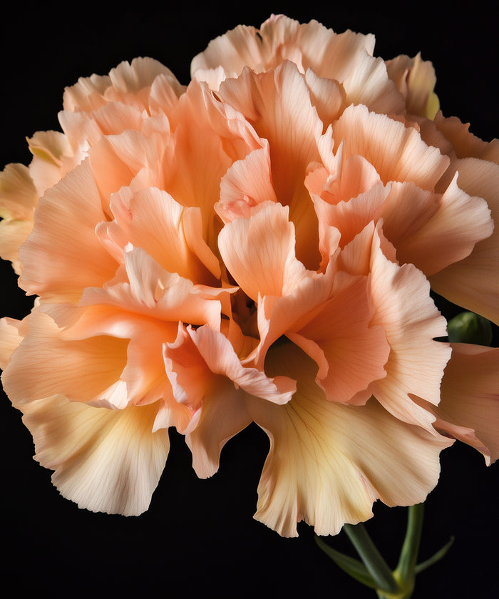 Anjer