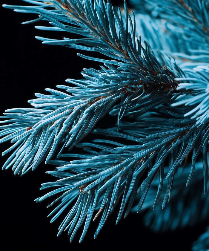 Pin bleu