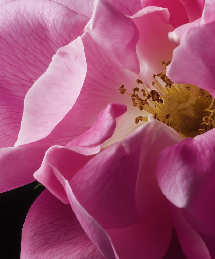 Bulgarian Rose