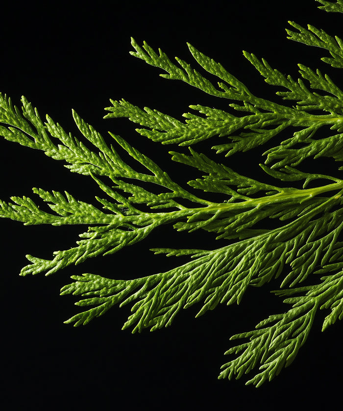 Cypress