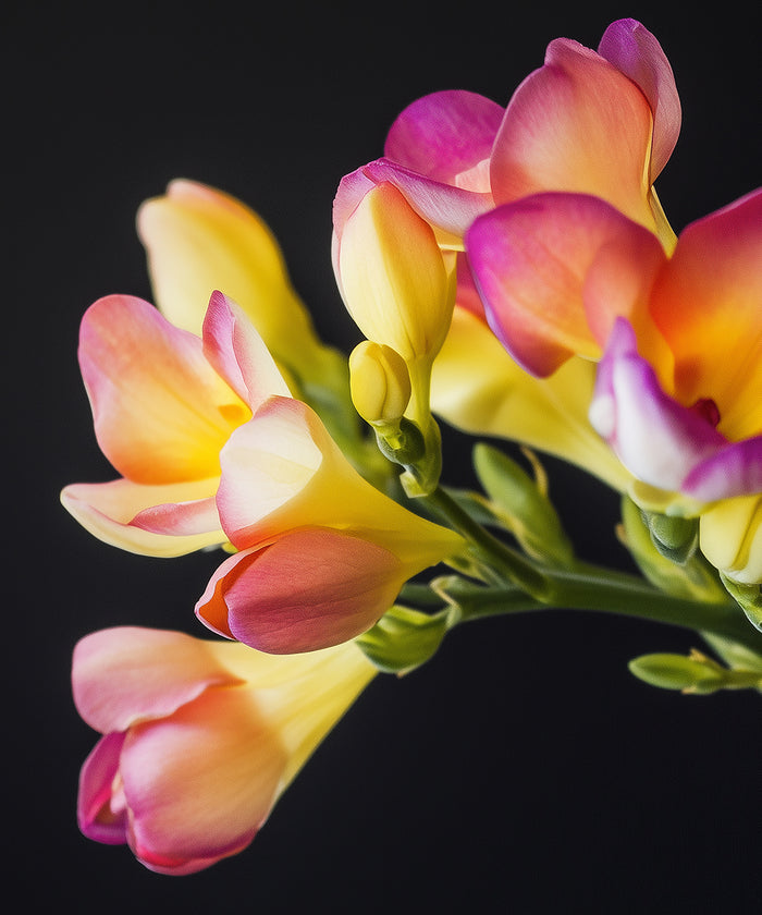 Freesia