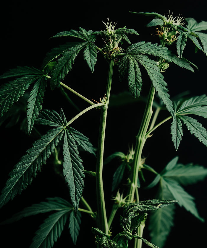Hemp