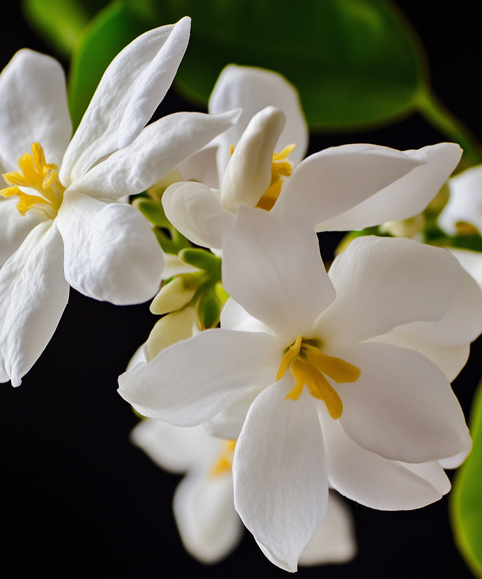 Jasmine