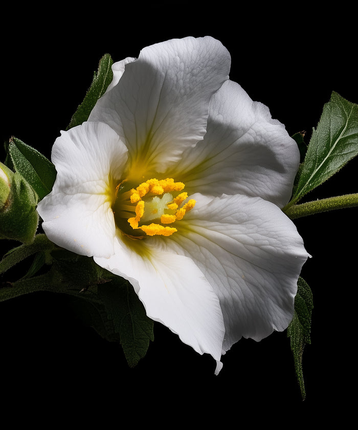 Labdanum