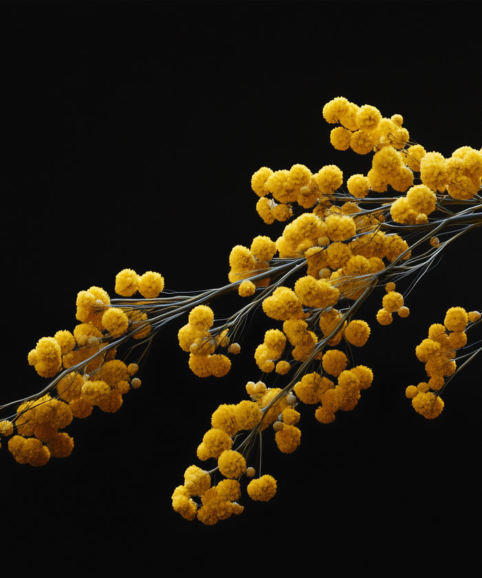 Mimosa