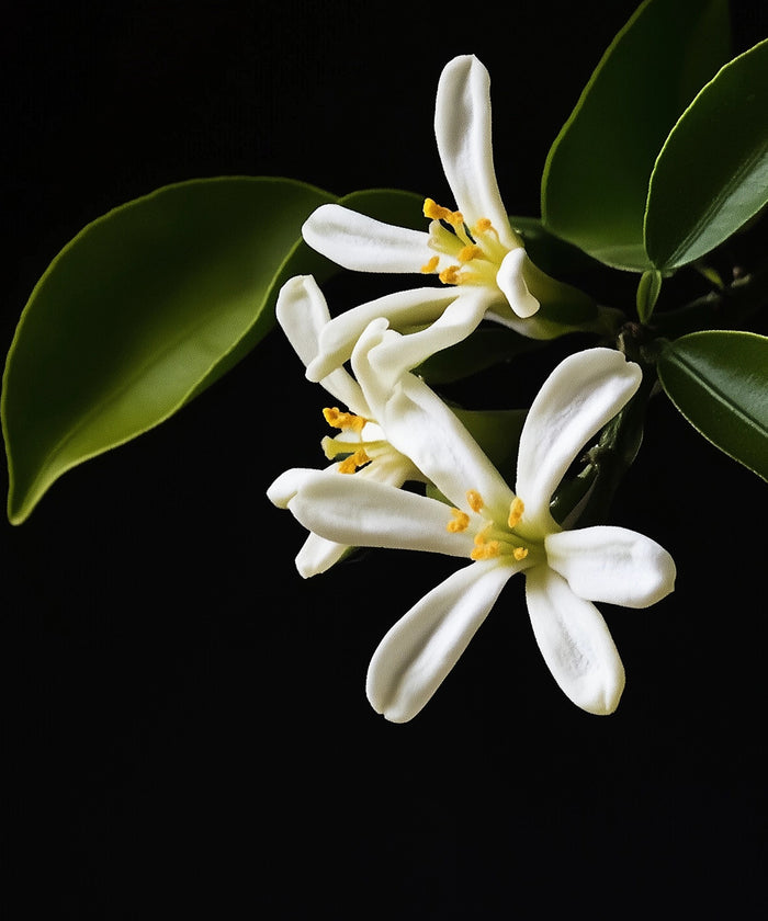 Orange blossom