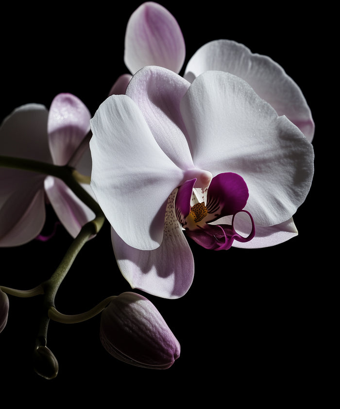 Orchidee