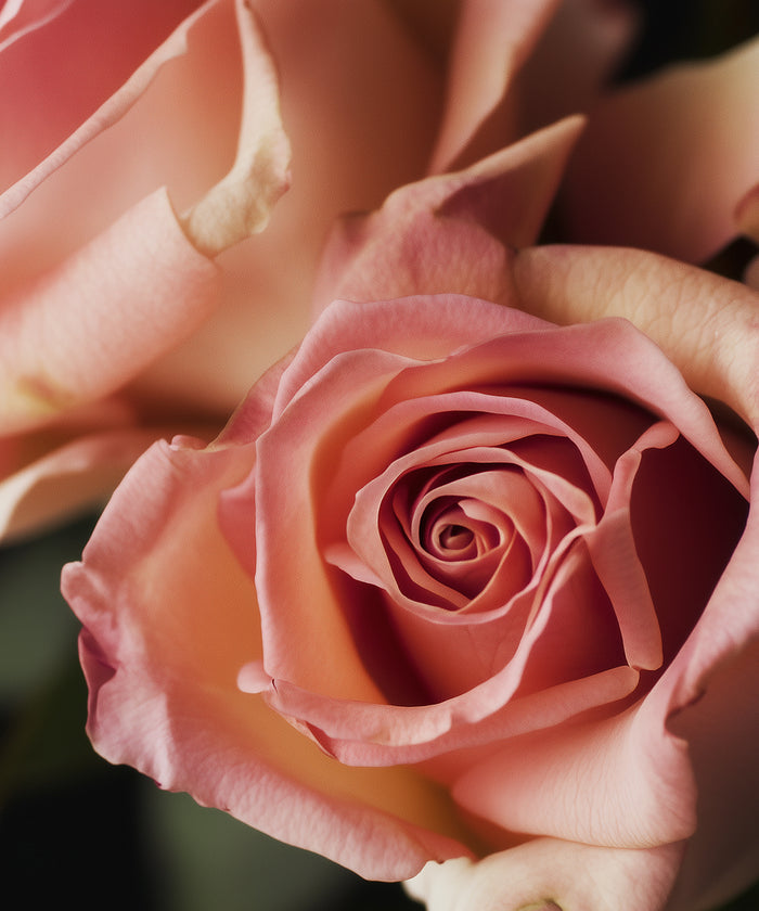 Roze Rose