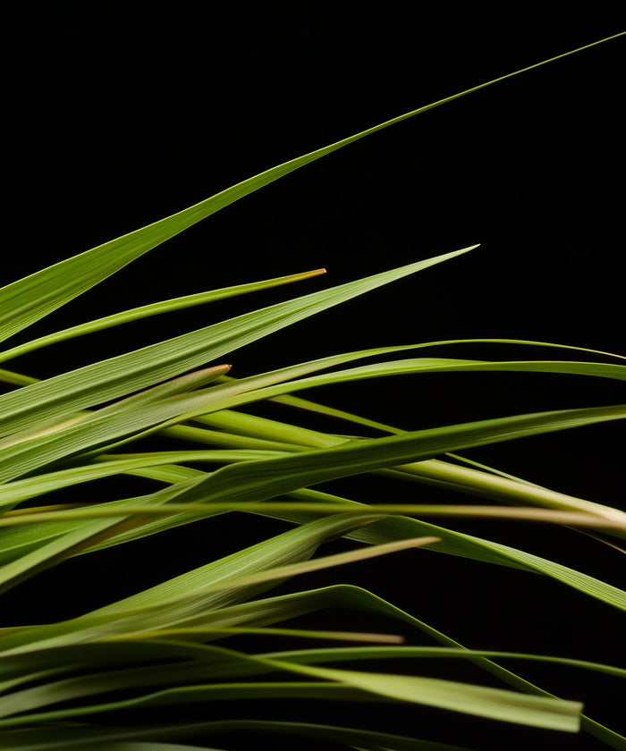 Vetiver