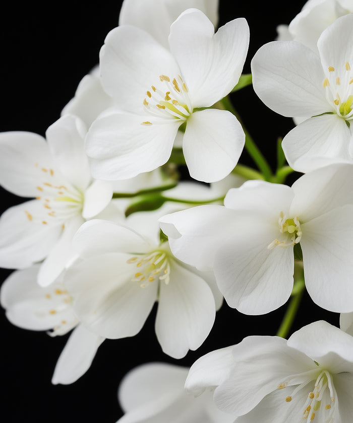 White Flowers