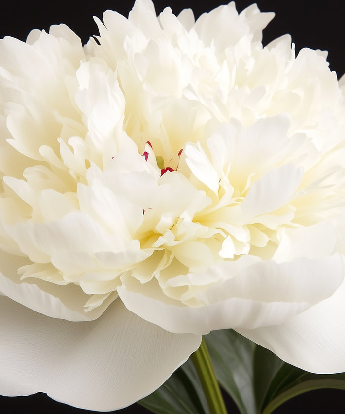 Pivoine blanche