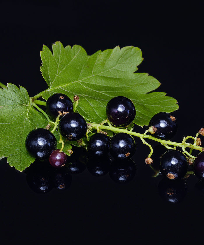 Blackcurrant